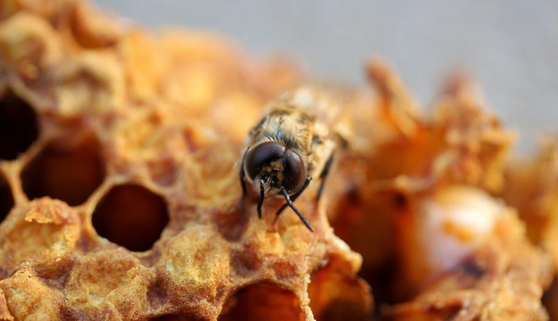 wosk pszczeli